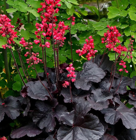 3 Heuchera 'Black Forest Cake' Starter Coral Bells Perennials. Stunning Black Color. Easy to Grow. Love Shade.