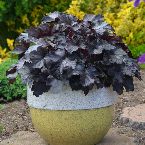 6 Mixed Heuchera Starter Coral Bells Perennials. Love Shade. Great for Borders. Stunning Colors.
