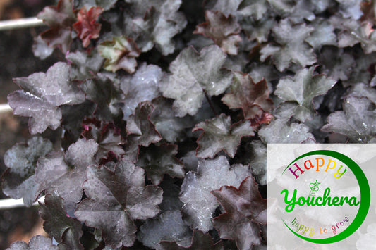 Creek Hill Nursery / Heuchera 'Blackout'