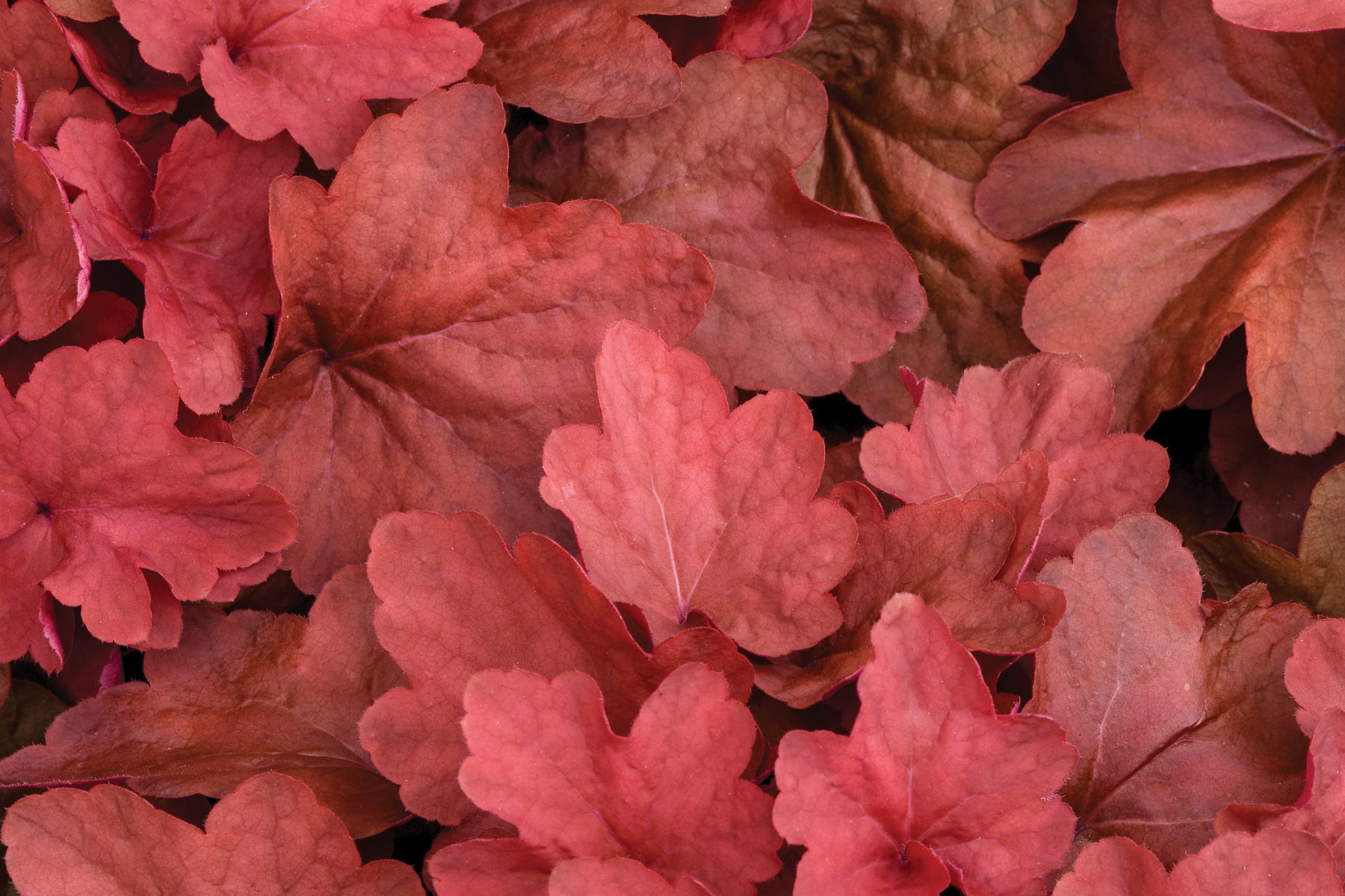 Creek Hill Nursery / Heuchera 'Carnival Cinnamon Stick'