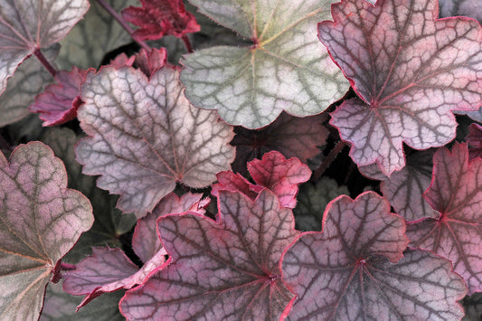 Creek Hill Nursery / Heuchera 'Carnival Rose Granata'
