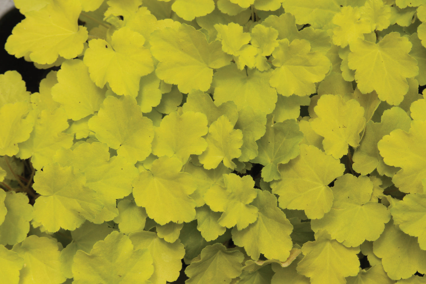 3 Heuchera 'Citronelle' Starter Coral Bells Perennial. Luminous Chartreuse Foliage. Easy to Grow, Heat Tolerant.