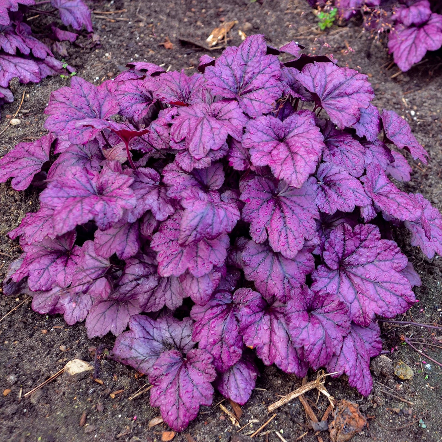 6 Mixed Heuchera Starter Coral Bells Perennials. Love Shade. Great for Borders. Stunning Colors.