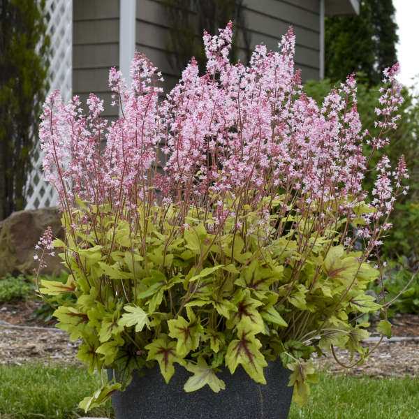 Walters Gardens / Heucherella 'Eye Spy'