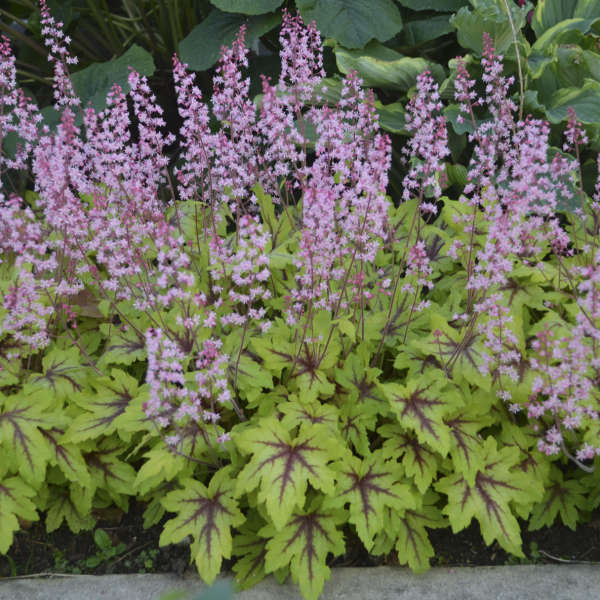 Walters Gardens / Heucherella 'Eye Spy'