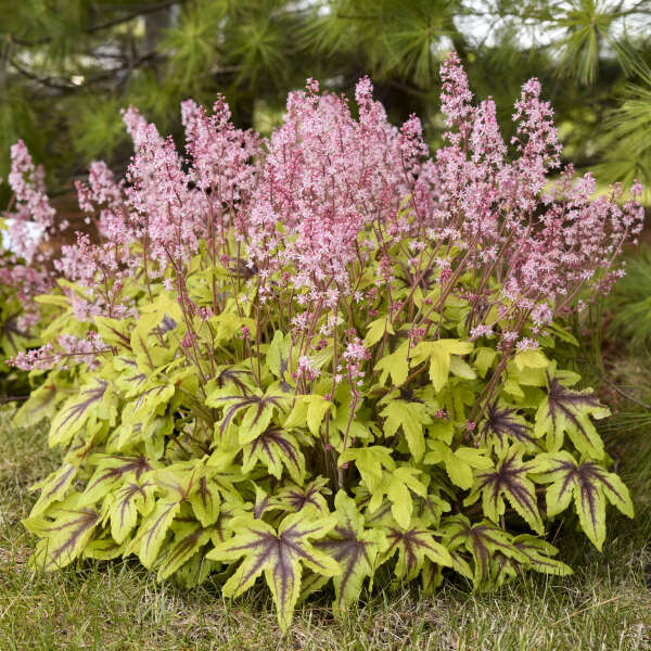 Walters Gardens / Heucherella 'Eye Spy'