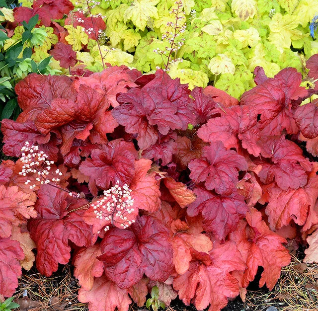 3 Heuchera 'Fire Alarm' Red Starter Coral Bells Perennials. Pink, Bell-shaped Flowers, Reddish Stems. Love Sun.