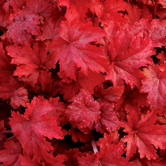 3 Heuchera 'Fire Alarm' Red Starter Coral Bells Perennials. Pink, Bell-shaped Flowers, Reddish Stems. Love Sun.