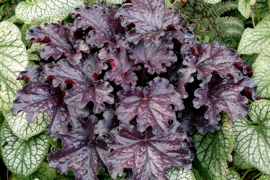 Creek Hill Nursery / Heuchera 'Forever Midnight'
