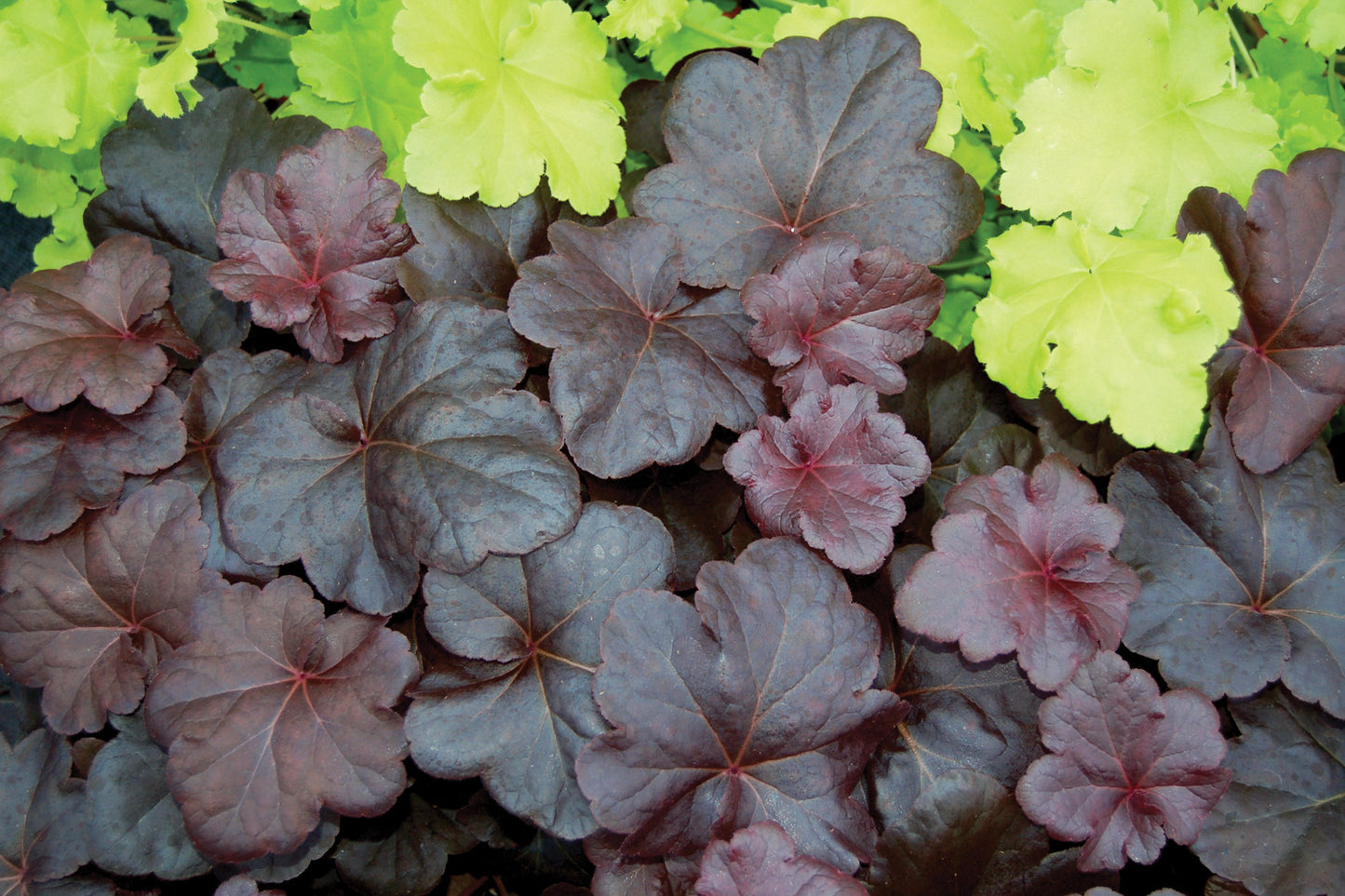 Creek Hill Nursery / Heuchera 'Obsidian'
