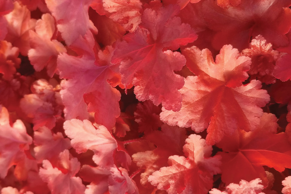 Creek Hill Nursery / Heuchera 'Forever Red'