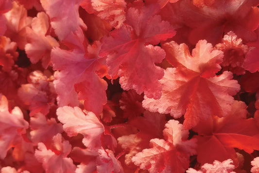 Creek Hill Nursery / Heuchera 'Forever Red'