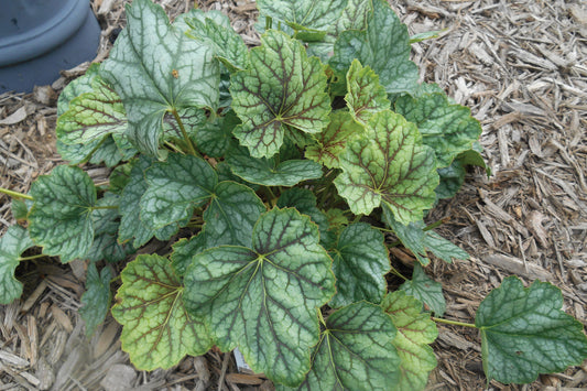 Creek Hill Nursery / Heuchera 'Green Spice'