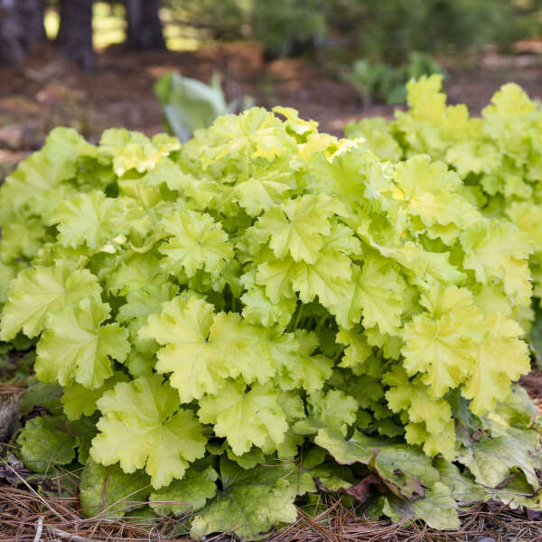 3 Heuchera 'Lemon Love' Starter Coral Bells Perennials. High Heat Tolerance. Easy to Grow.