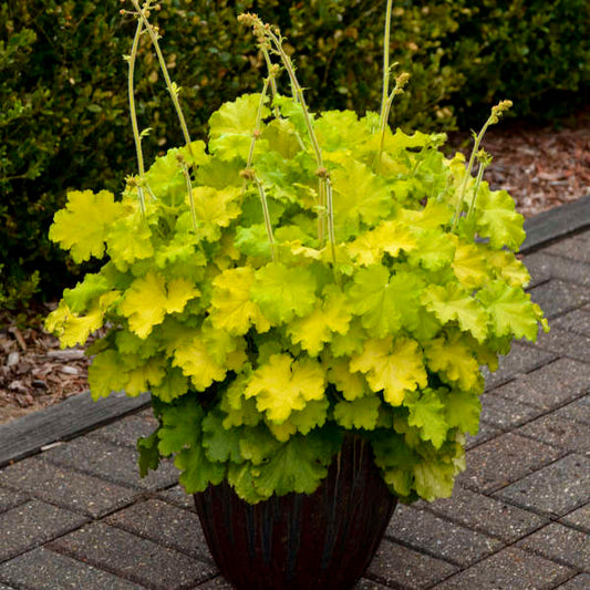 3 Heuchera 'Lemon Love' Starter Coral Bells Perennials. High Heat Tolerance. Easy to Grow.