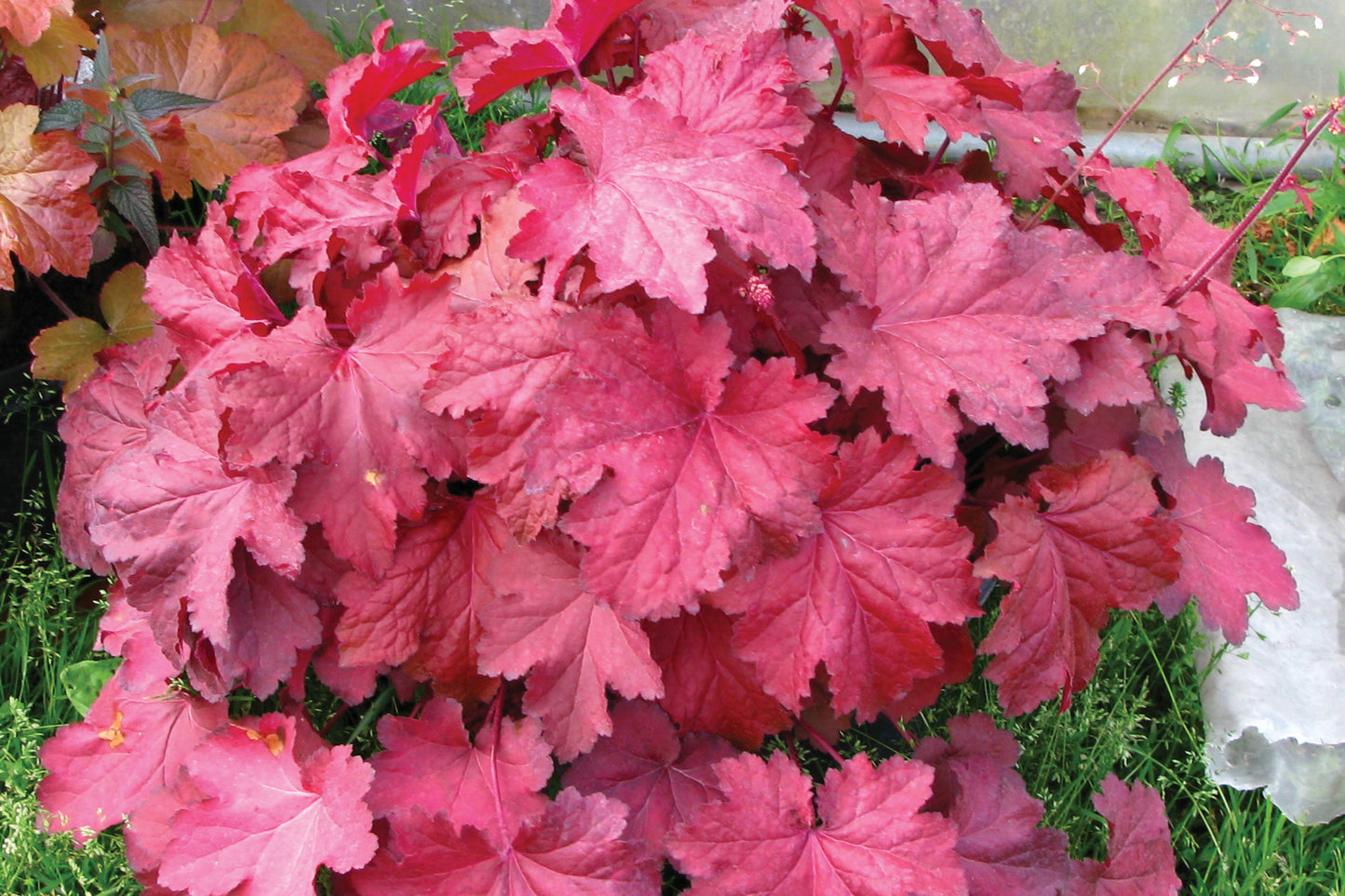 Creek Hill Nursery / Heuchera 'Magma'