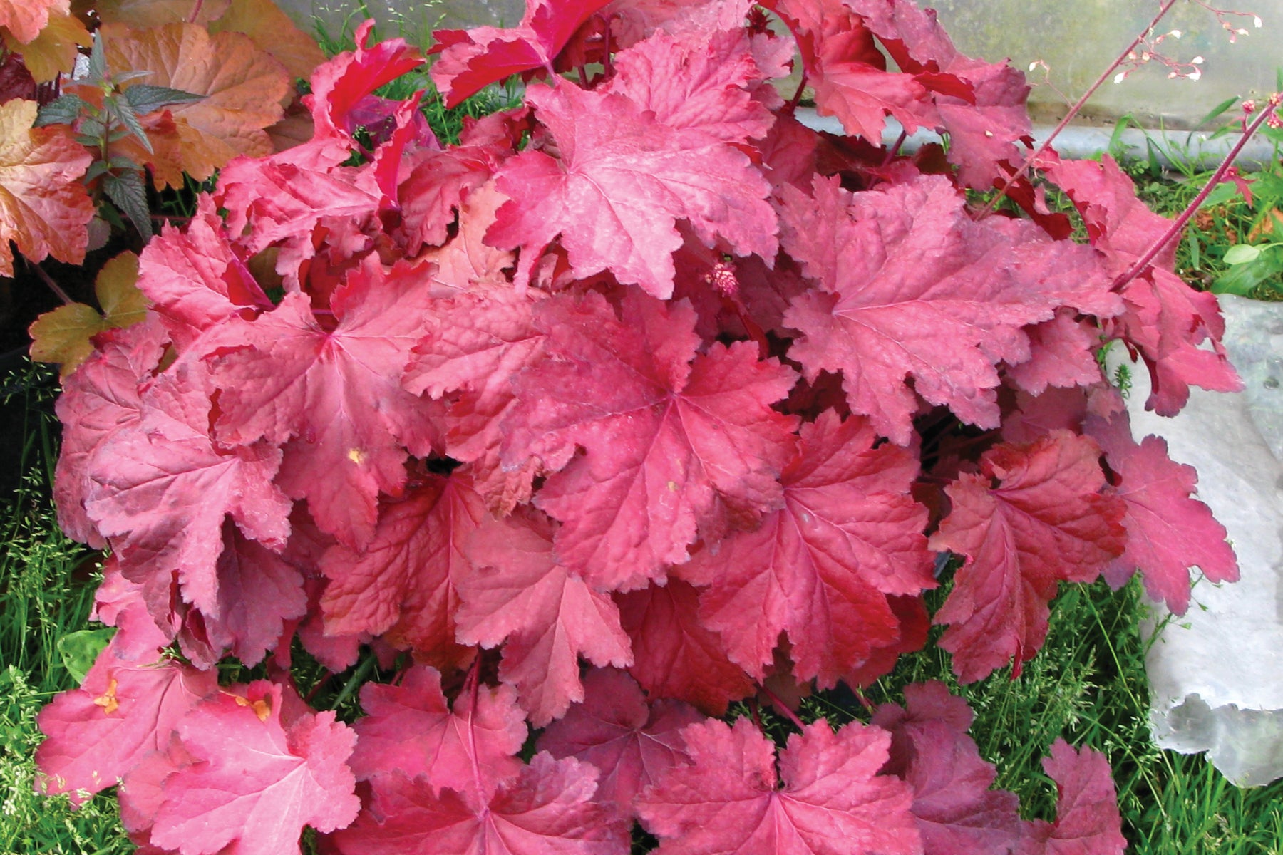 Creek Hill Nursery / Heuchera 'Magma'
