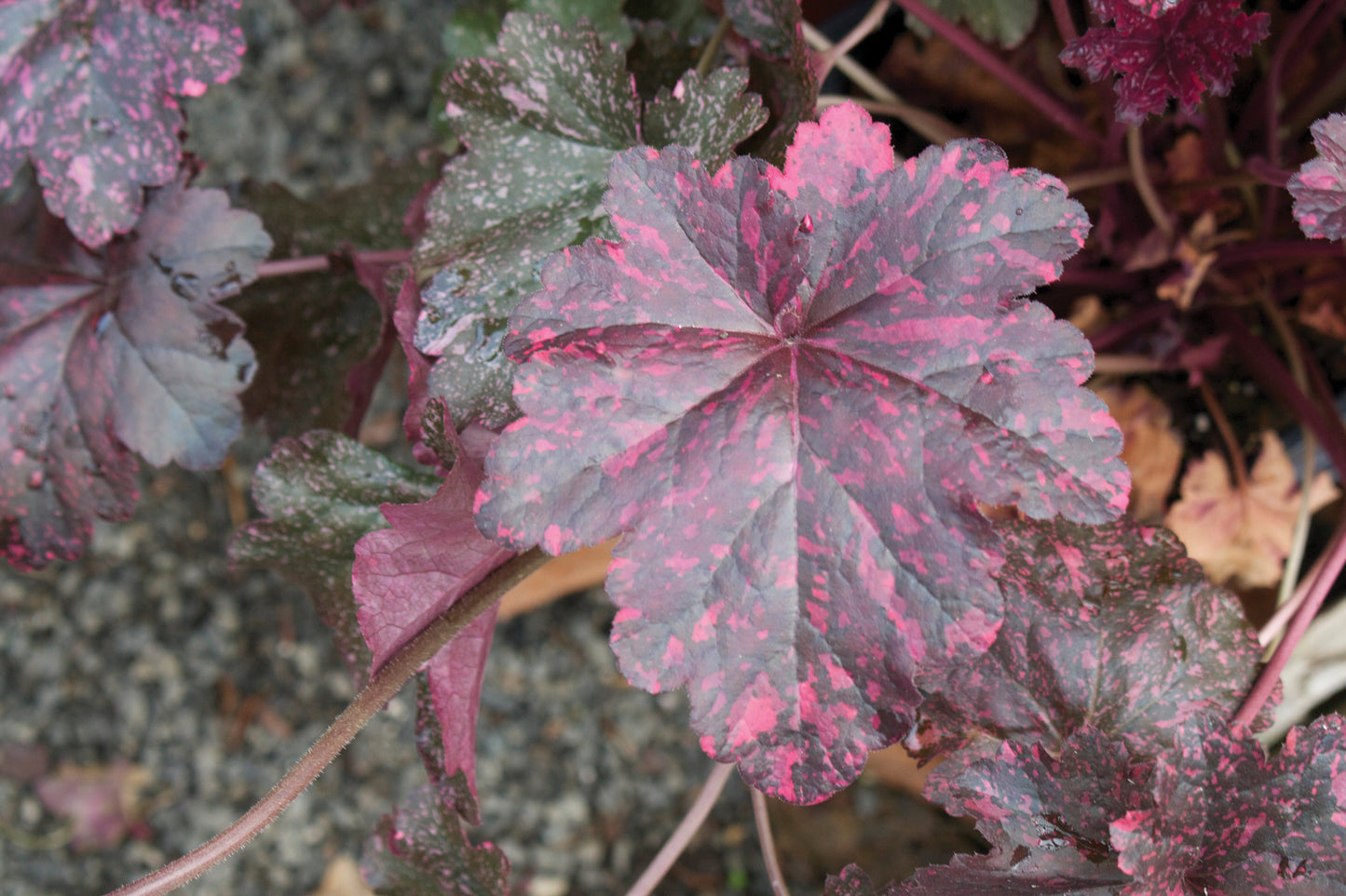 6 Mixed Heuchera Starter Coral Bells Perennials. Love Shade. Great for Borders. Stunning Colors.
