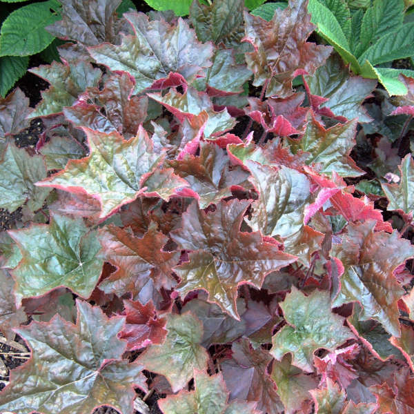 6 Mixed Heuchera Starter Coral Bells Perennials. Love Shade. Great for Borders. Stunning Colors.