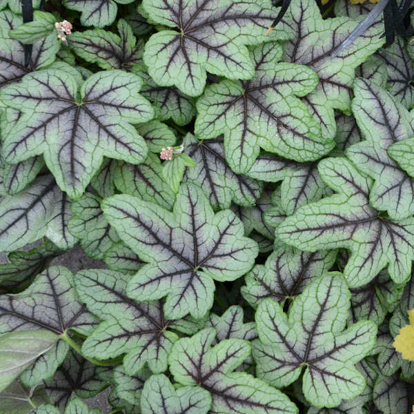 4 Heucherella 'Pink Fizz' Starter Foamy Bells. Stunning Colors. Loves Moist Shady Area. Easy to Grow.