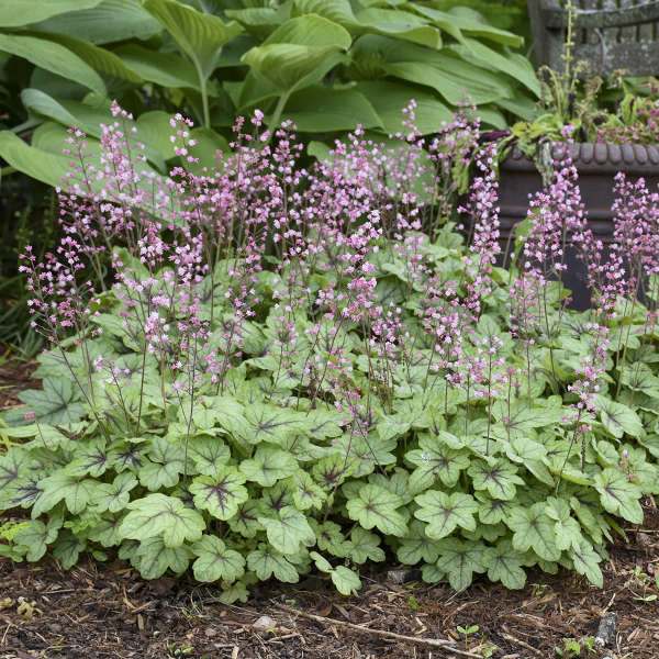 4 Heucherella 'Pink Fizz' Starter Foamy Bells. Stunning Colors. Loves Moist Shady Area. Easy to Grow.