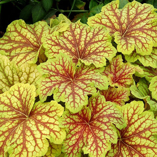 3 Heuchera 'Red LIghtning' Starter Coral Bells Perennials. Stunning, Dramatic Foliage.