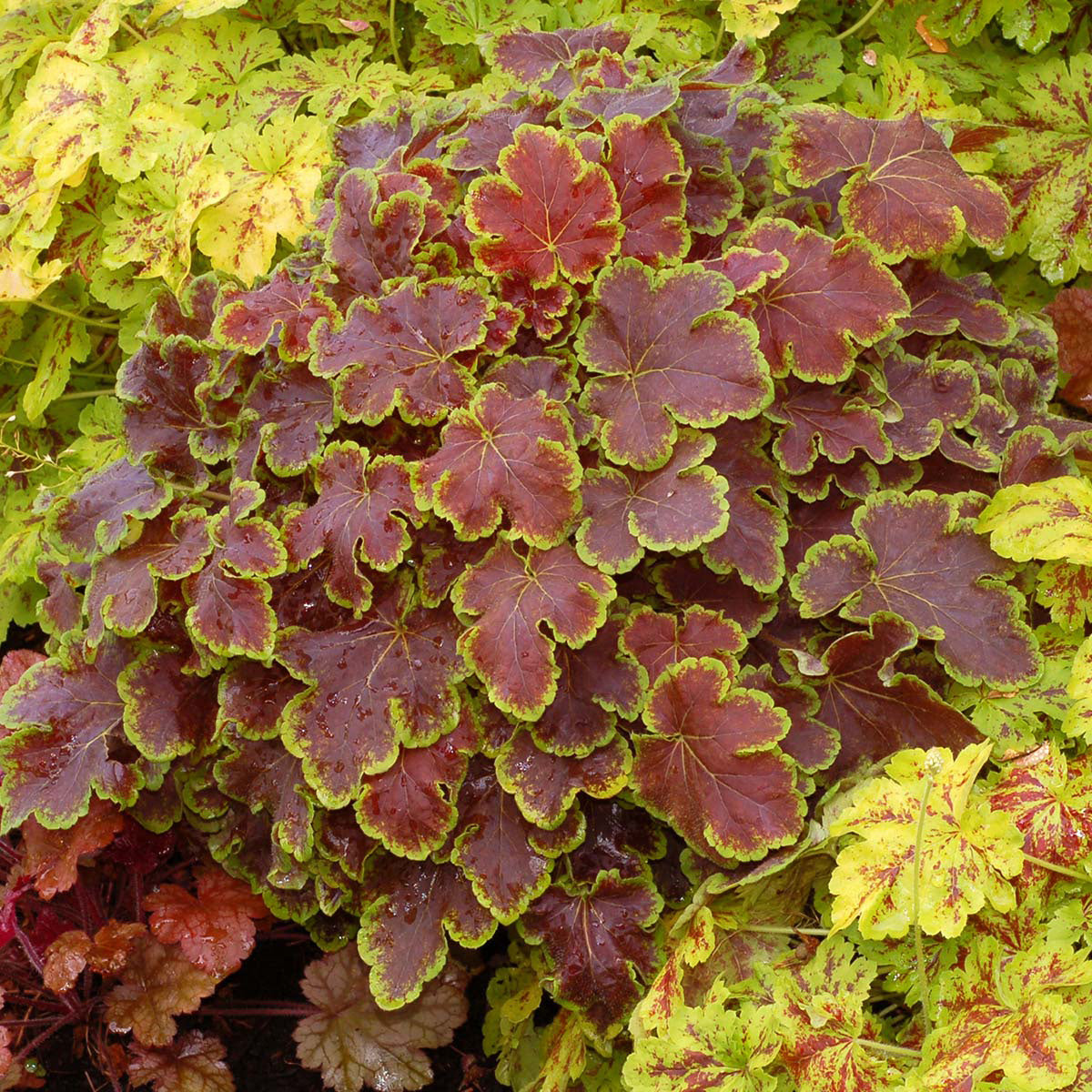 3 Heuchera 'Solar Eclipse' Starter Coral Bells Perennials. Stunning Red-Brown Leaves Bordered in Lime. Pink Flowers. Love Shade.