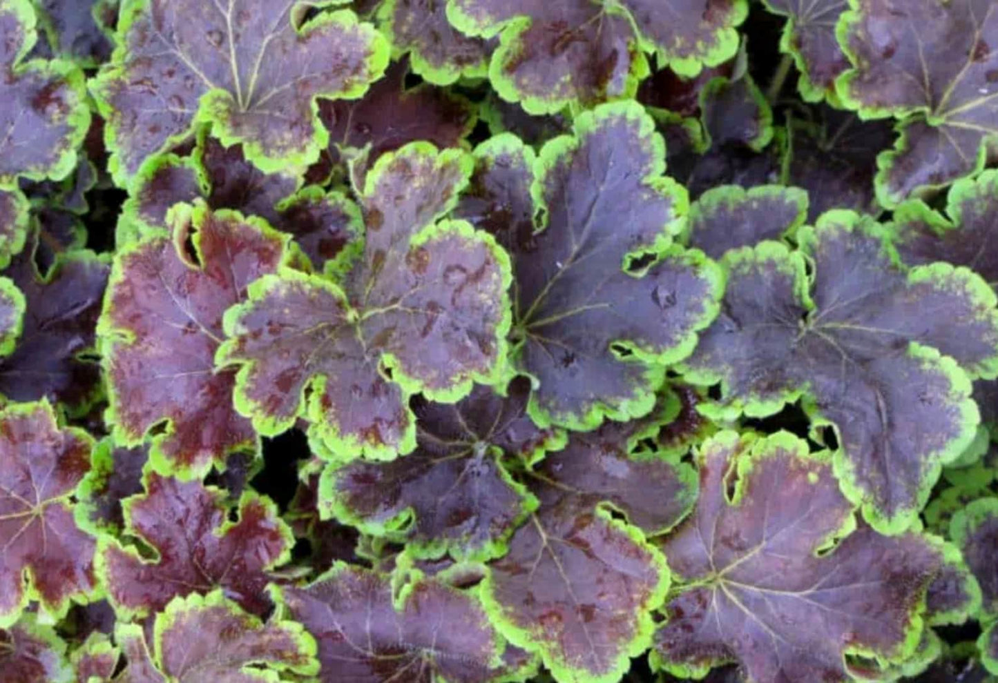 6 Mixed Heuchera Starter Coral Bells Perennials. Love Shade. Great for Borders. Stunning Colors.