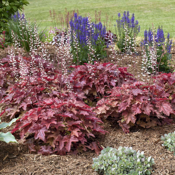 3 Heucherella 'Red Rover' Starter Foamy Bells Perennials. Hybrids Great in Hot and Humid Summers.