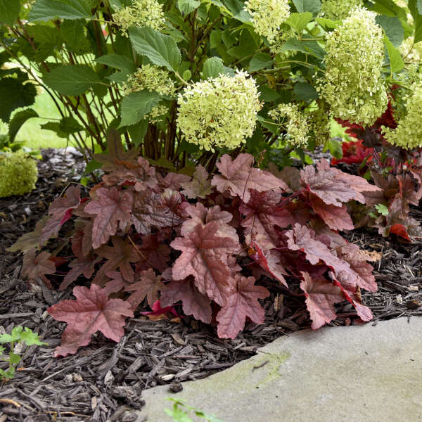 3 Heucherella 'Red Rover' Starter Foamy Bells Perennials. Hybrids Great in Hot and Humid Summers.