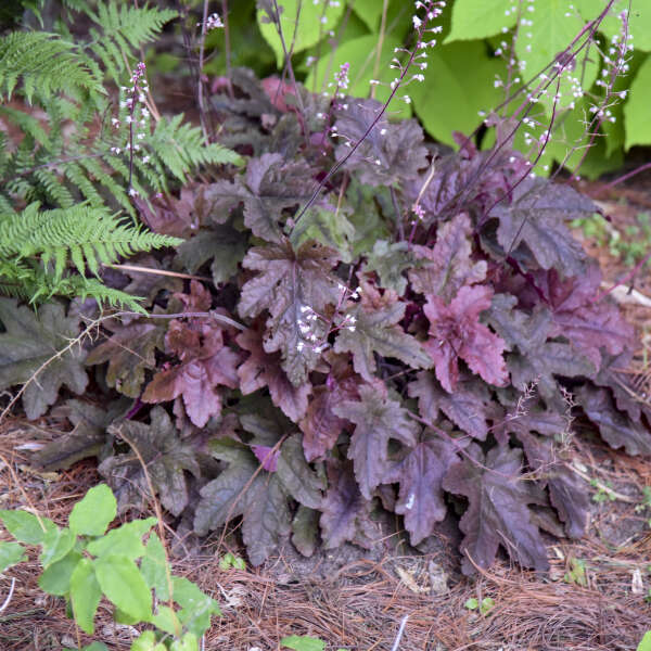 3 Heucherella 'Red Rover' Starter Foamy Bells Perennials. Hybrids Great in Hot and Humid Summers.