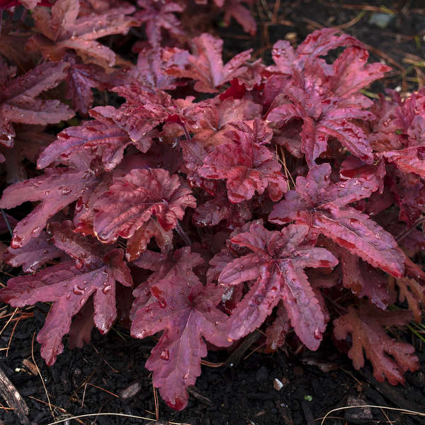 3 Heucherella 'Red Rover' Starter Foamy Bells Perennials. Hybrids Great in Hot and Humid Summers.