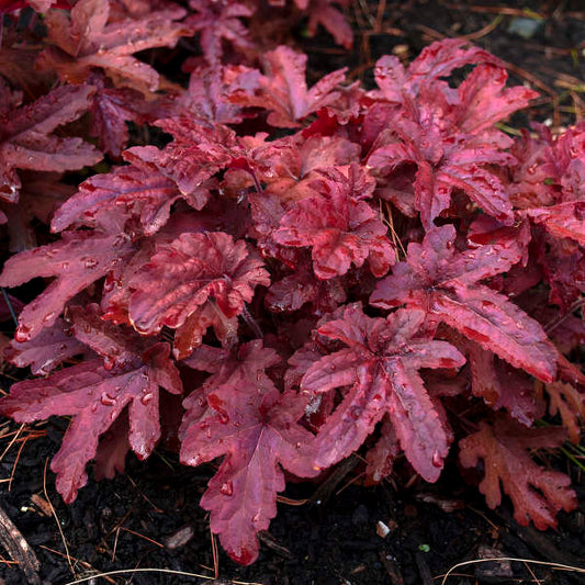 3 Heucherella 'Red Rover' Starter Foamy Bells Perennials. Hybrids Great in Hot and Humid Summers.