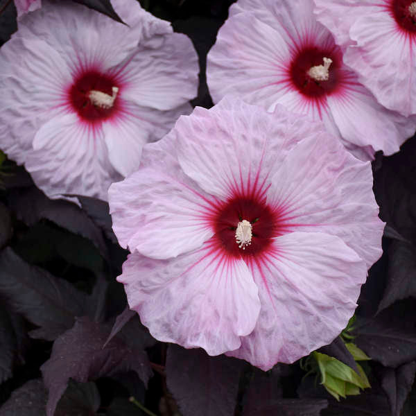 Walters Gardens, Inc. / Hibiscus 'Dark Mystery'