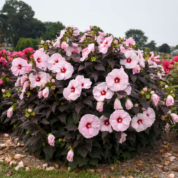 Walters Gardens, Inc. / Hibiscus 'Dark Mystery'