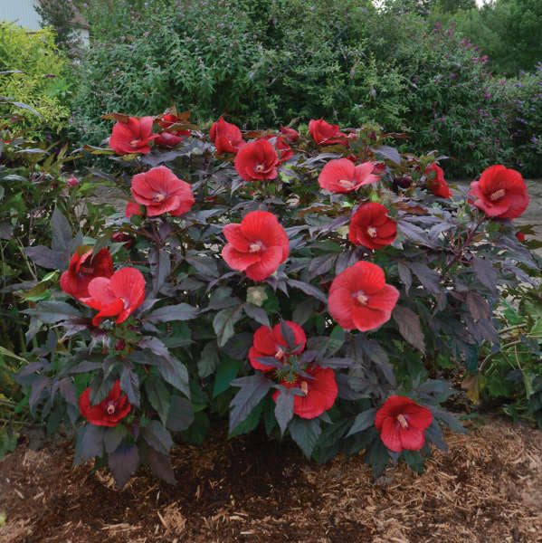 Walters Gardens, Inc. / Hibiscus 'Midnight Marvel'