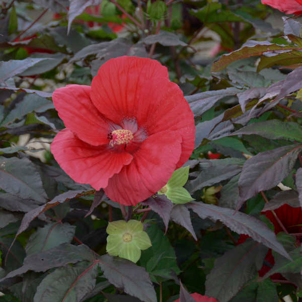 Walters Gardens, Inc. / Hibiscus 'Midnight Marvel'