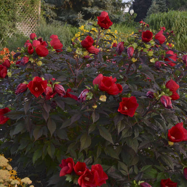 Walters Gardens, Inc. / Hibiscus 'Midnight Marvel'