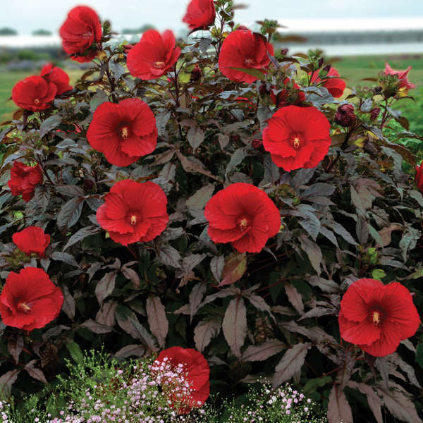 Walters Gardens, Inc. / Hibiscus 'Midnight Marvel'