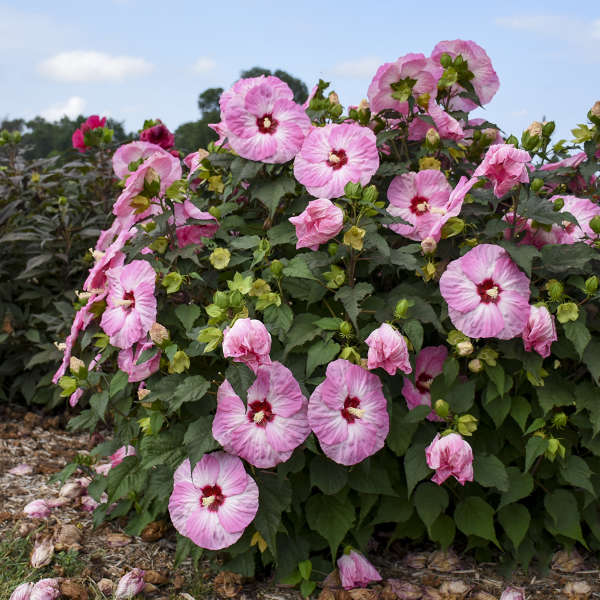 Walters Gardens, Inc. / Hibiscus 'Spinderella'