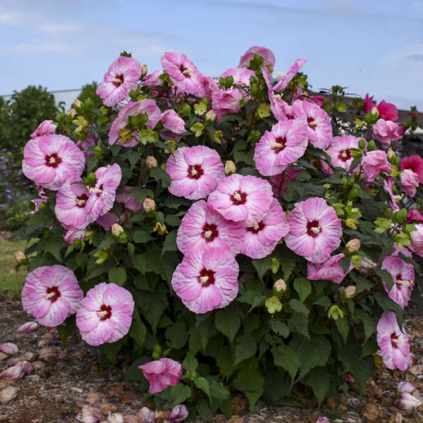 Walters Gardens, Inc. / Hibiscus 'Spinderella'