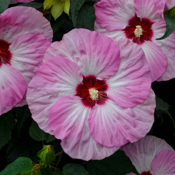 Walters Gardens, Inc. / Hibiscus 'Spinderella'