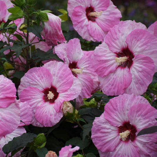 Walters Gardens, Inc. / Hibiscus 'Spinderella'