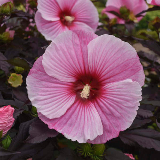 Walters Gardens, Inc. / Hibiscus 'Starry Starry Night'
