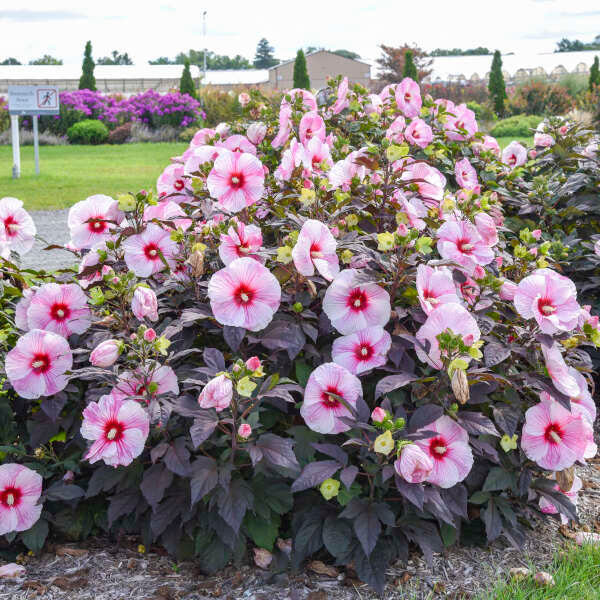 Walters Gardens, Inc. / Hibiscus 'Starry Starry Night'