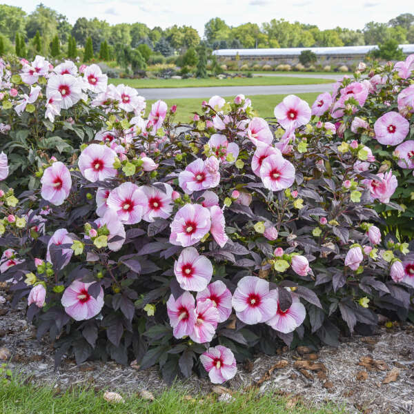 Walters Gardens, Inc. / Hibiscus 'Starry Starry Night'