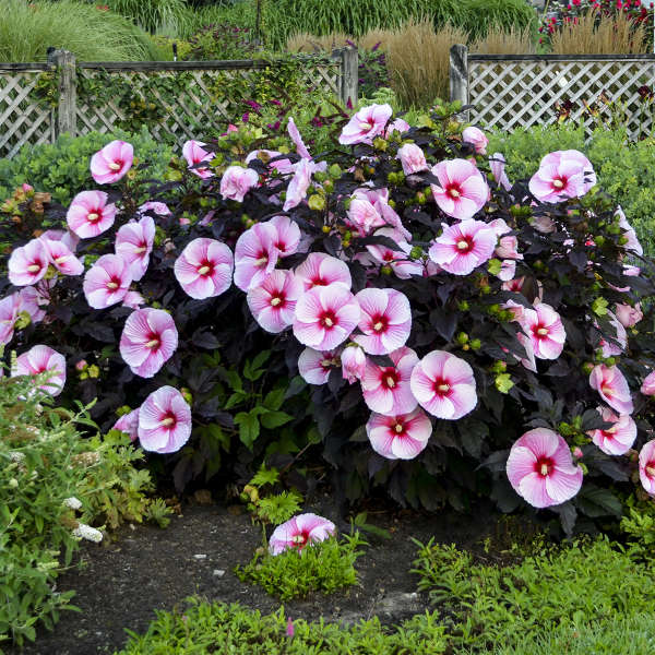 Walters Gardens, Inc. / Hibiscus 'Starry Starry Night'