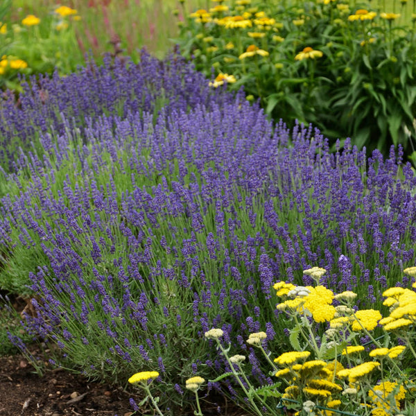 lavender as a border plant 3-Pack Lavandula angustifolia 'Hidcote' Lavender Perennial Starter Pla –  Hosta King