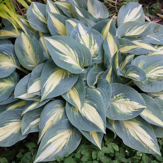 Rare High Society Hosta. Loves Shade. Rare. Perennial. Stunning Colors.