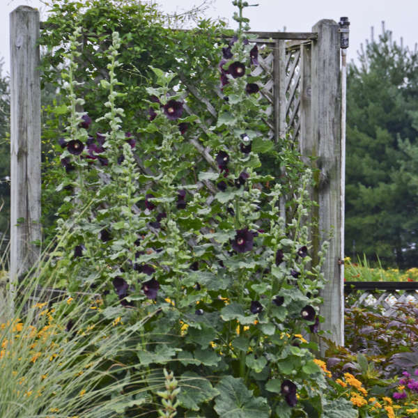 3 Rare Alcea rosea 'Blacknight' Starter Hollyhock Perennials. Stunning Color. Love Sun.